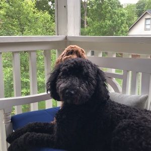 Meet your Posher, Emma